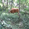 Un banteng, espèce en danger critique d'extinction, photographié dans la réserve naturelle d'Ea So. Capture d'écran