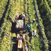Récolte de melons cultivés selon les normes VietGAP (Bonnes pratiques agricoles vietnamiennes) dans la commune de Ba Gia, province de Quang Ngai (Centre). Photo : VNA