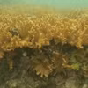 La lumière naturelle du soleil illumine un récif de corail chou-fleur vibrant dans les eaux de l’aire marine protégée de Cà Mau. Photo : VNA