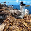 Le projet télévisé «Vietnam Wild Live» permet de suivre chaque printemps la nidification et l’éclosion des œufs, jusqu’au premier envol des fauconneaux. Photo: Vietnam Wild Live