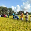 Les agriculteurs du delta du Mékong adoptent des pratiques agricoles durables pour répondre aux exigences des marchés d'exportation de haute qualité grâce à l'initiative Mekong Rice financée par ACIAR et SunRice de 2022 à 2025. Photo : Ambassade d’Australie au Vietnam