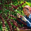 Une agricultrice récoltant du café. Photo : vietnamdecouverte.com