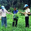 Les habitants plantent des arbres indigènes en amont des cours d'eau dans les zones montagneuses de la province de Quang Tri (Centre). Photo : VNA