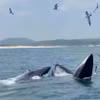 Deux grandes baleines ont été aperçues en train de chasser au large de Dak Lak, attirant l'attention des pêcheurs locaux et des touristes. Photo : Thanh Quang