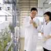 La société par actions Thai Binh Seed Group est l'une des principales entreprises de semences végétales au Vietnam, propriétaire des droits d'auteur de 30 variétés de plantes et de trois usines aux normes internationales. Photo : VNA