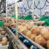 Les exportations de noix de coco du Vietnam atteignent leur plus haut niveau. Photo: VNA