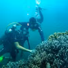 Plongée sous-marine pour observer les récifs coralliens. Photo : Comité de gestion de la réserve naturelle de Cu Lao Chàm