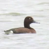 Le Fuligule nyroca (Aythya nyroca), un petit canard plongeur, dans l'écosystème de zones humides intérieures de la lagune de Hac Hai. Photo : Parc national de Phong Nha - Ke Bang 