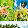 Le projet d'un million d’hectares de riz de haute qualité à faibles émissions vise à atteindre une croissance verte dans le delta du Mékong. Photo: CVN