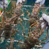 Les exportations de homards devraient entrer dans le club des produits à un milliard de dollars cette année. Photo: VNA