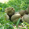 Durians de la province de Lâm Dong destinés à l'exportation. Photo : VNA