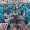 Les exportations de produits aquatiques ont atteint 5,16 milliards de dollars au premier semestre 2025, soit une hausse de 16,9% par rapport à la même période l’an dernier. Photo : VNA