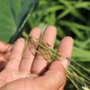 Contrairement aux variétés cultivées, le riz sauvage possède un génome plus stable car il n'a pas été affecté par le processus de domestication. Photo: VNA