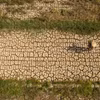 Une rizière ravagée par la sécheresse dans le delta du Mékong. Un épisode El Niño très intense est susceptible d’accroître les risques de sécheresse, de pénurie d’eau et d’intrusion d’eau salée. Photo: VNP