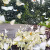 Papillons au Parc national de Cuc Phuong. Photo : VNA