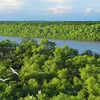Forêt de mangrove de Cân Gio, à Hô Chi Minh-Ville. Le Vietnam a achevé les préparatifs pour le lancement de sa première bourse nationale de carbone le 29 juin. Photo : TICO