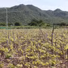 Les localités au sud de la province de Khanh Hoa étendent les zones de culture de la vigne à grande échelle. Photo : VNA