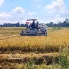 Récolte de riz à faibles émissions à la coopérative de services agricoles de Hông Phat, commune de Vinh Thanh, province de Cà Mau. Photo: VNA