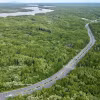 La mangrove de Cân Gio, un écosystème crucial de "puits de carbone", contribue à la génération de crédits carbone pour le fonctionnement du marché du carbone vietnamien. Phto: VNA