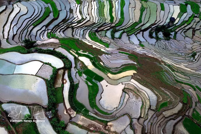 Lors de la période du repiquage, le paysage se pare du vert tendre des jeunes plants de riz alternant avec les reflets de l'eau, créant un tableau poétique et paisible au cœur des montagnes du Nord-Ouest. Photo : VNA