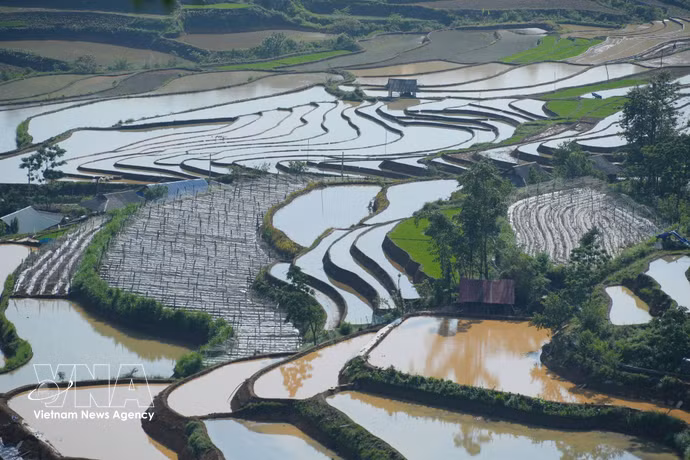 Le vert tendre des jeunes plants de riz mêlé aux reflets de l'eau dessine une scène bucolique d'une grande sérénité. Photo : VNA