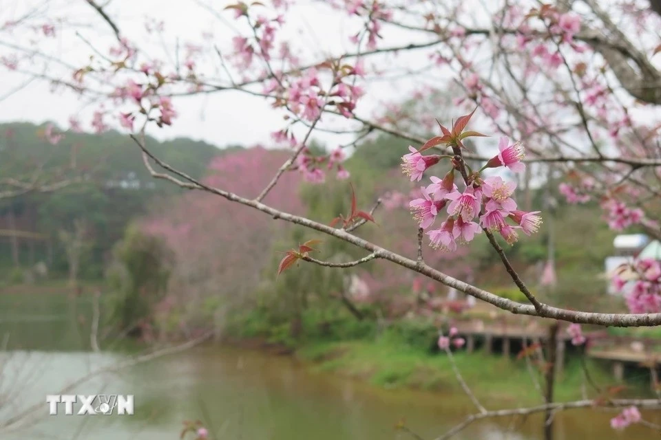 La cité municipale de Mang Den, dans la province de Kon Tum, est parée d'une nouvelle teinte fraîche ces jours-ci, car les fleurs d’abricotiers-cerisiers, d'un rose délicat, ont commencé à fleurir de façon spectaculaire. Photo: VNA