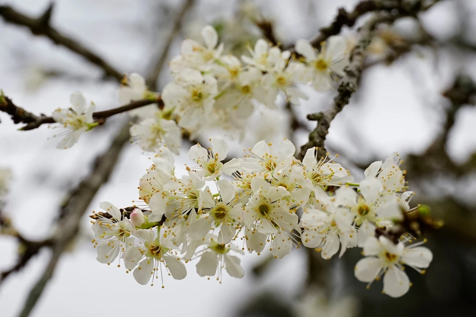 De la mi-janvier à la fin de février, les fleurs de prunier sont à l’apogée de leur beauté. Photo: VNA