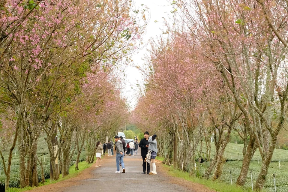 La floraison d'abricotiers-cerisiers est un événement très attendu à Da Lat. Chaque année, la ville organise des festivités pour célébrer cet événement. Photo: VNA