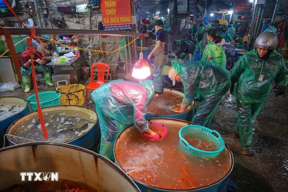 Le 22e jour du 10 mois du calendrier lunaire des milliers de Vietnamiens viennent au marché aux poissons de Yen So pour acquérir les carpes rouges qui seront offertes aux Génies du Foyer, symboles de prospérité et de bonne fortune. Photo: VNA