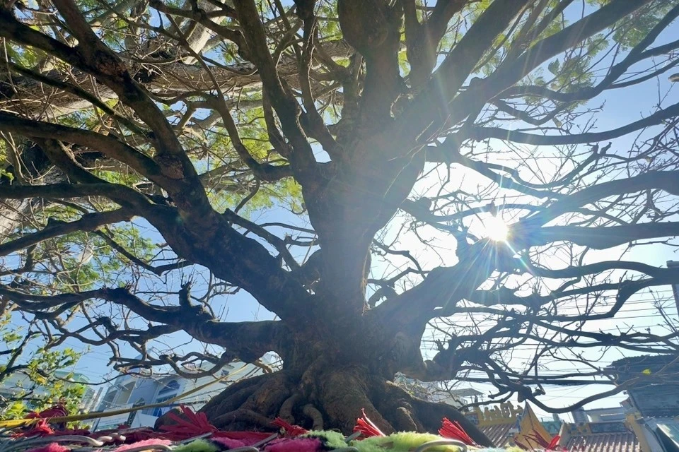 La pièce maîtresse du marché aux fleurs de Long Xuyen est indéniablement cet abricotier centenaire, âgé de 60 ans, proposé à la vente pour la somme astronomique de 5,5 milliards de dongs. Photo: VNA