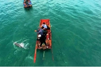 Quang Ninh : Dauphins et baleines aperçus à plusieurs reprises autour de l'île de Co To