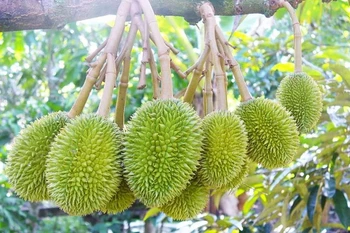 Durian. Photo d'illustration: thuonghieuquocgia.congthuong.vn