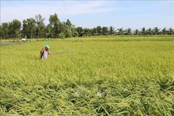 L’IFAD aide Tra Vinh à s’adapter aux changements climatiques