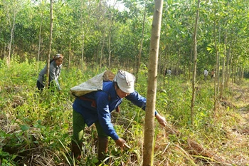 Quang Tri encourage la gestion durable des forêts en réponse au changement climatique