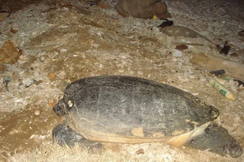 Quang Tri: une tortue de 50 kg est relâchée à la mer