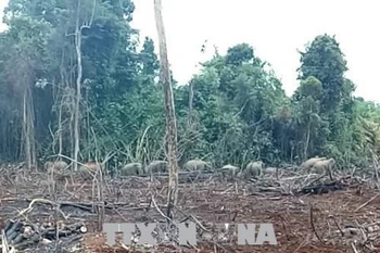 Dong Nai: les gardes-forestiers travaillent pour surveiller les éléphants affamés