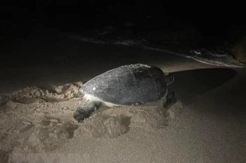 Ha Tinh: une tortue en voie de disparition relâchée dans la mer