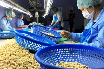 La noix de cajou vietnamienne augmente sa part de marché en Russie