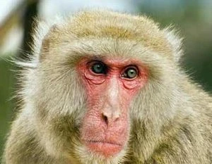 Trois animaux rares et précieux relâchés dans la nature