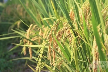 Le Vietnam promeut sa coopération avec l'Institut international de recherche sur le riz