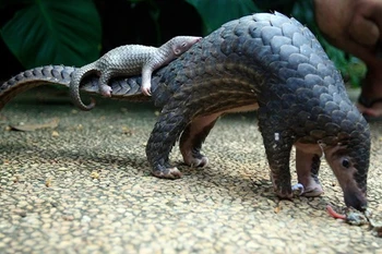 Quinze pangolins malais relâchés dans la nature