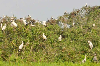 Plantation de 7.000 arbres à la Réserve de zones humides de Lang Sen, à Long An