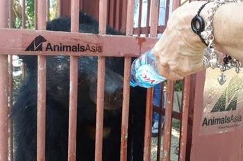 Animals Asia recueille deux nouveaux ours