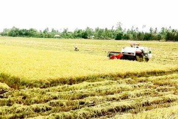 Le Vietnam applique la télédétection dans la production agricole