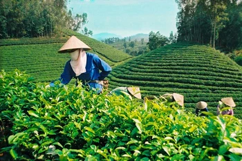 Les exportations du thé vietnamien se portent bien depuis janvier