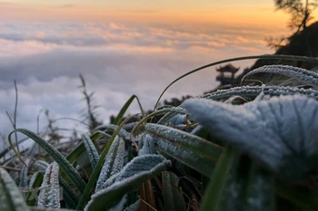 Lao Cai: les températures chutent, du givre apparaît au mont Fansipan