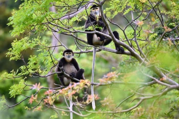 Apparition de doucs langurs à pattes noires au site touristique national du Mont Ba Den