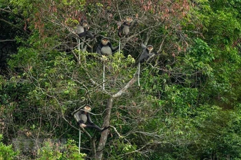 Kon Plông – un trésor de biodiversité à préserver