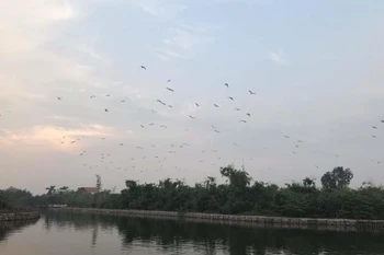 Hai Duong : mesures pour protéger l'île aux aigrettes de Chi Lang Nam