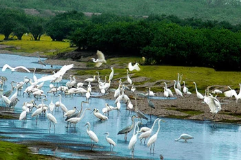 Parc national de Xuân Thuy : là où l’oiseau se pose